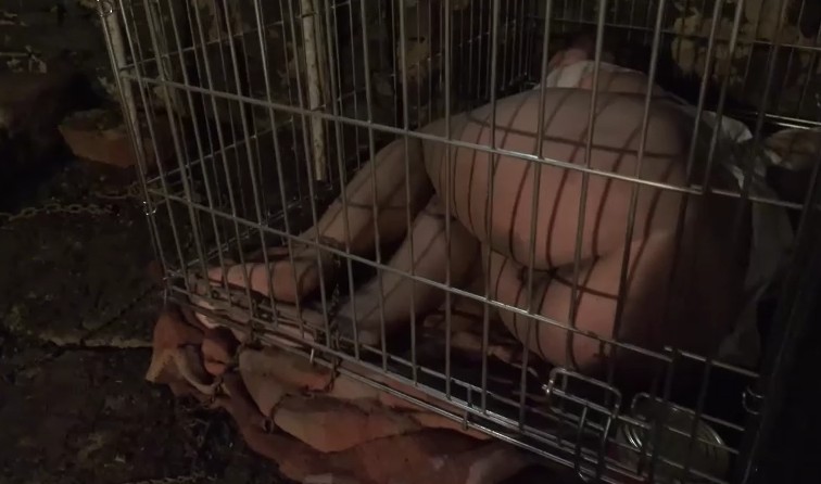 Horror Porn - Girls in cages get water and food for sex